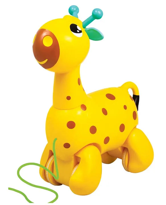 Nico the Giraffe