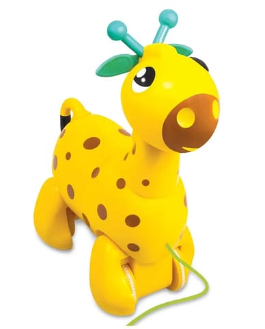 Nico the Giraffe
